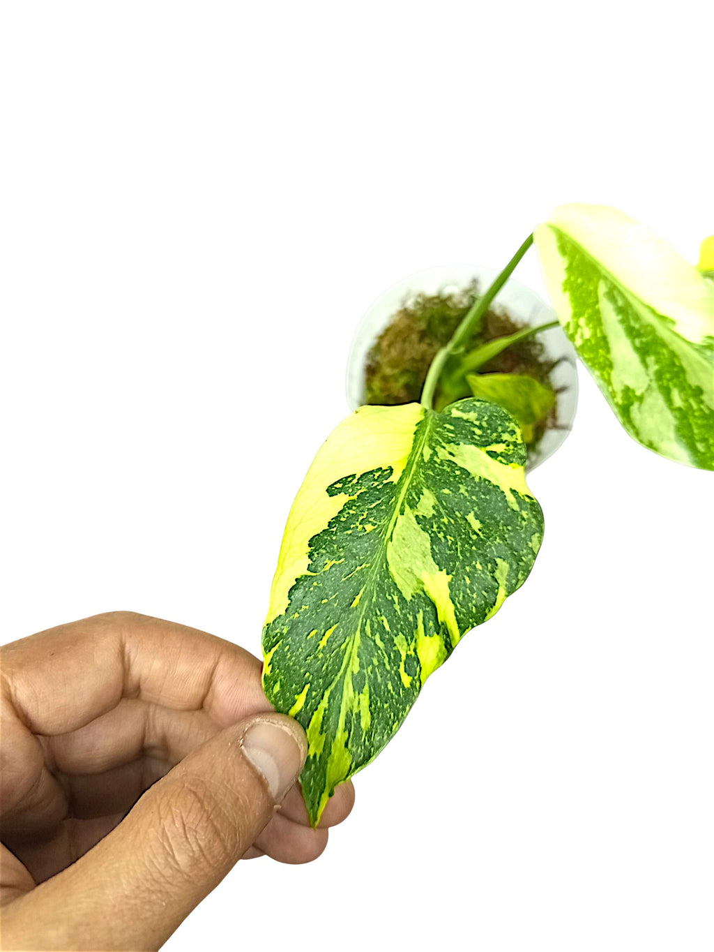 Monstera Deliciosa Tricolor Electrolyte