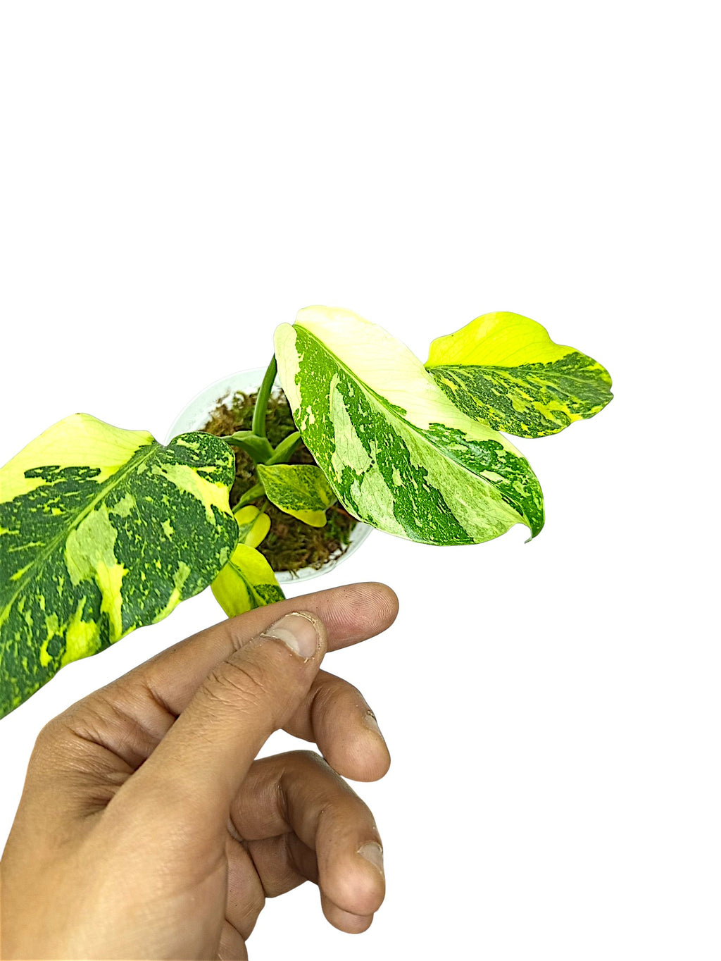 Monstera Deliciosa Tricolor Electrolyte