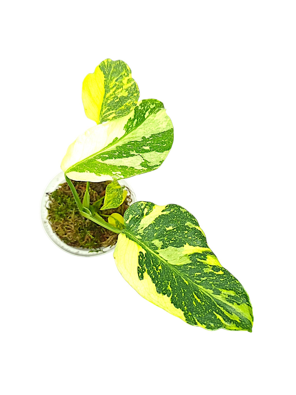 Monstera Deliciosa Tricolor Electrolyte