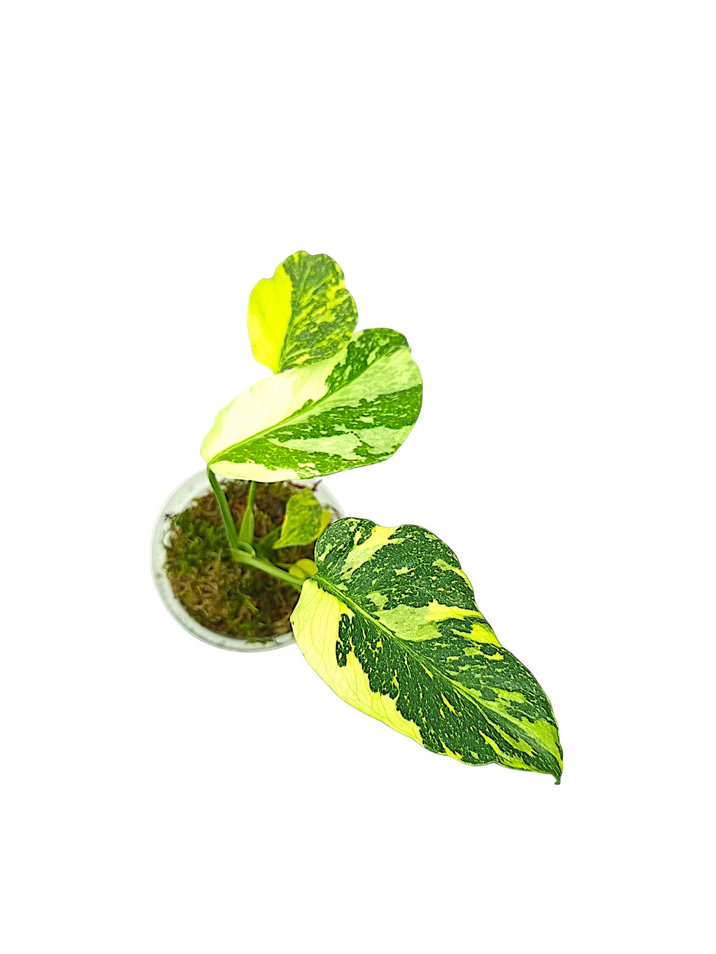 Monstera Deliciosa Tricolor Electrolyte