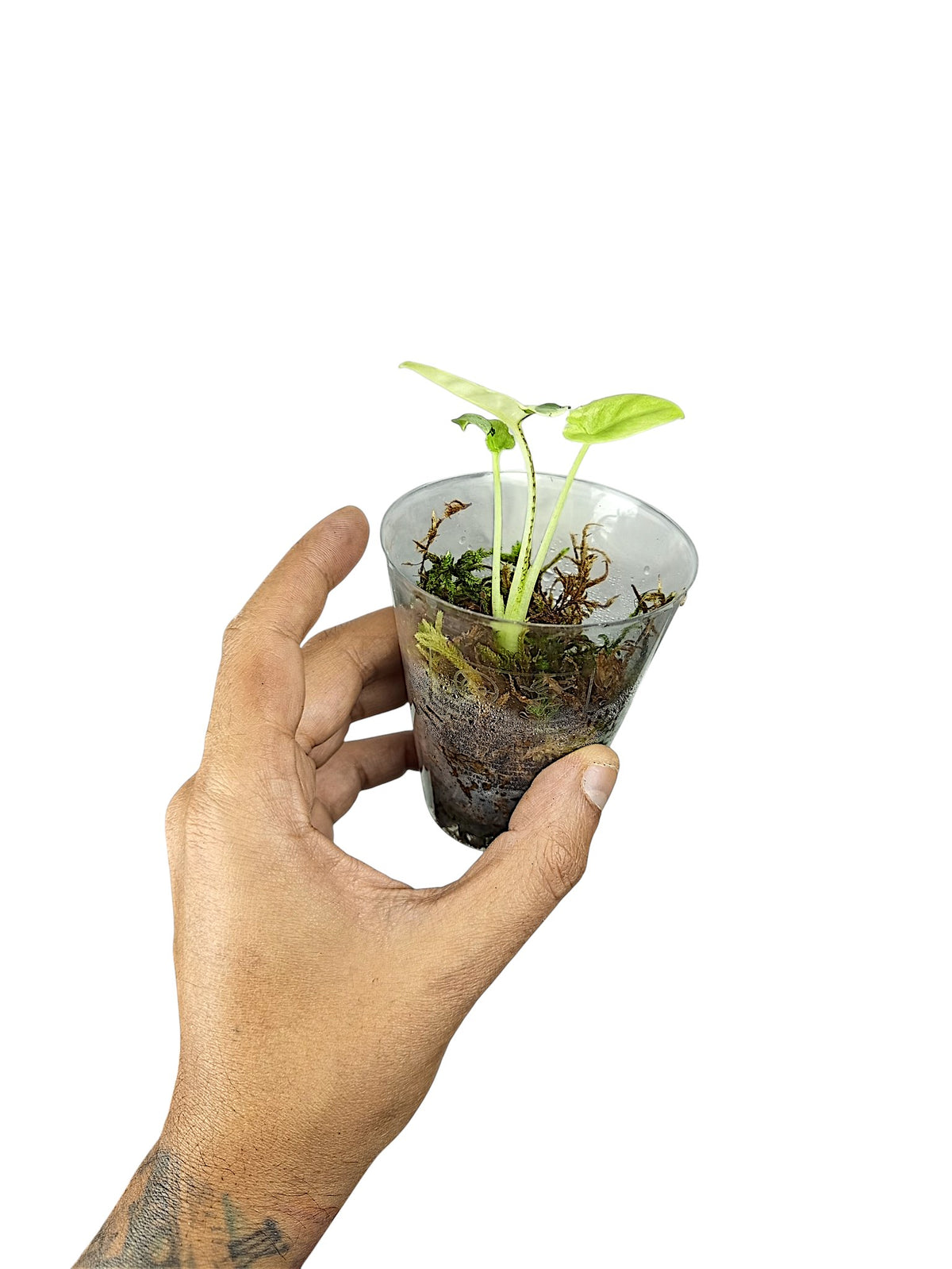 Alocasia lauterbachiana Aurea/Albo
