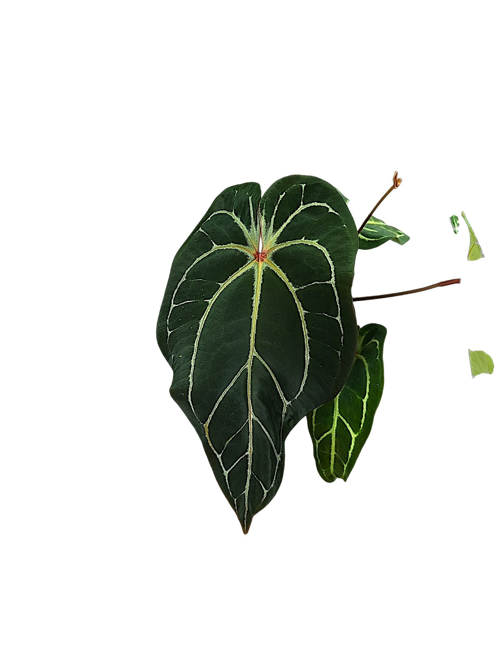Anthurium forgetti & red spider x dark crystal