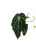 Anthurium forgetti & red spider x dark crystal
