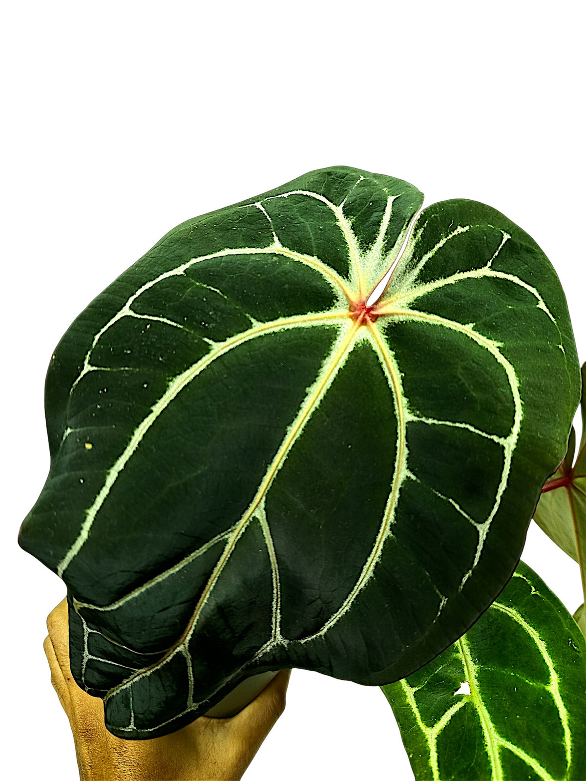 Anthurium forgetti & red spider x dark crystal