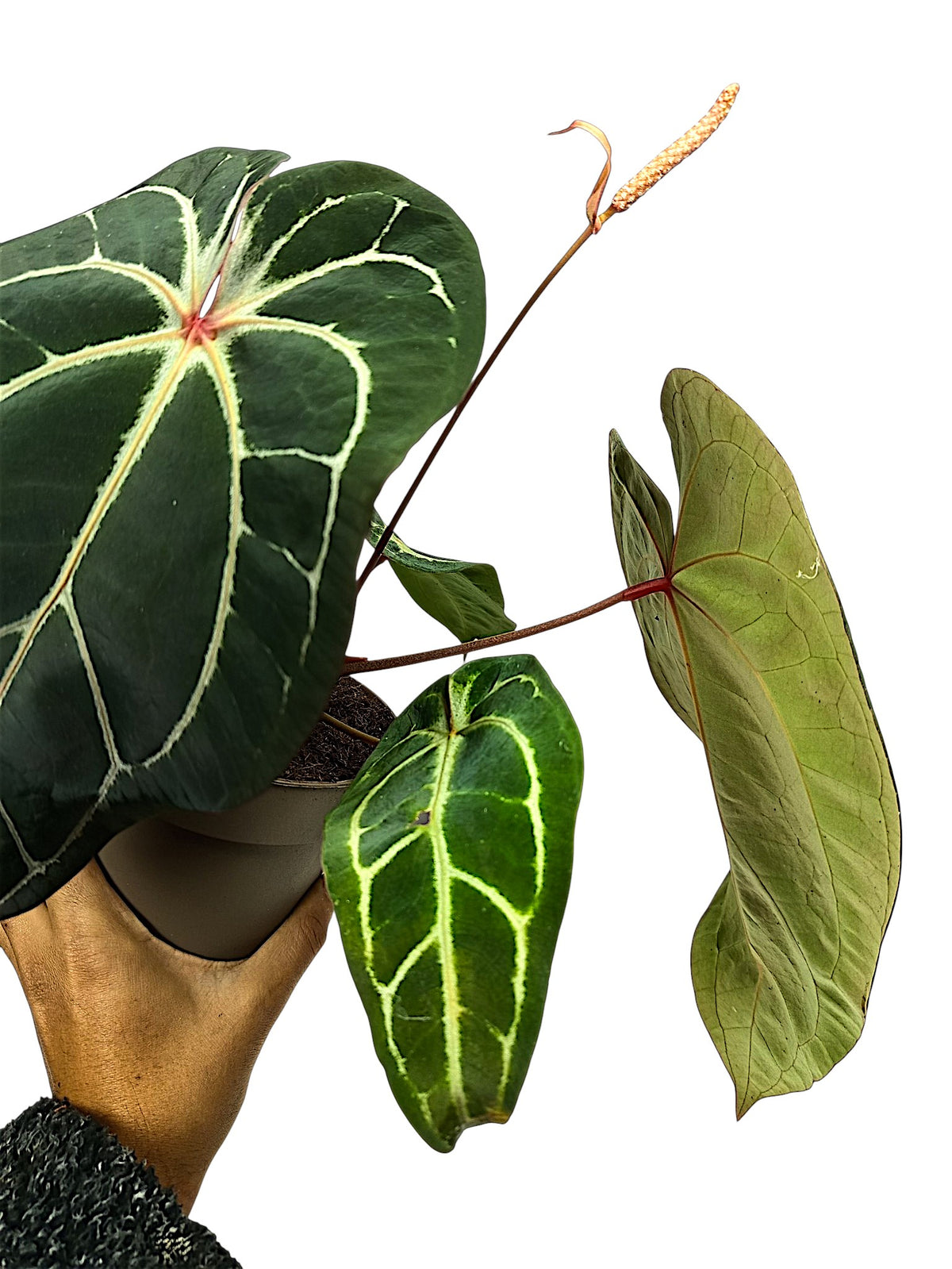 Anthurium forgetti & red spider x dark crystal