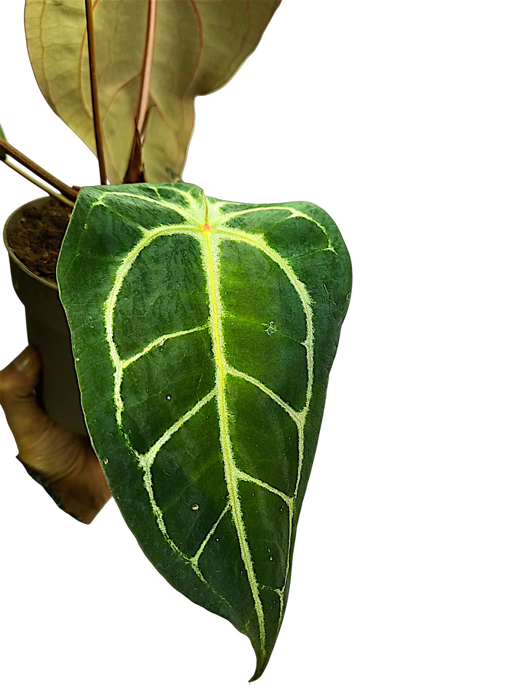 Anthurium forgetti & red spider x dark crystal