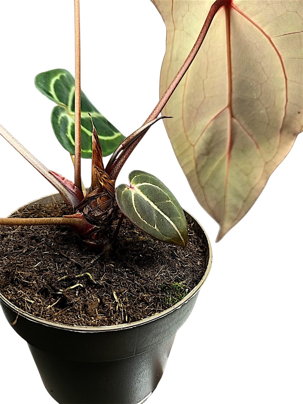 Anthurium forgetti & red spider x dark crystal