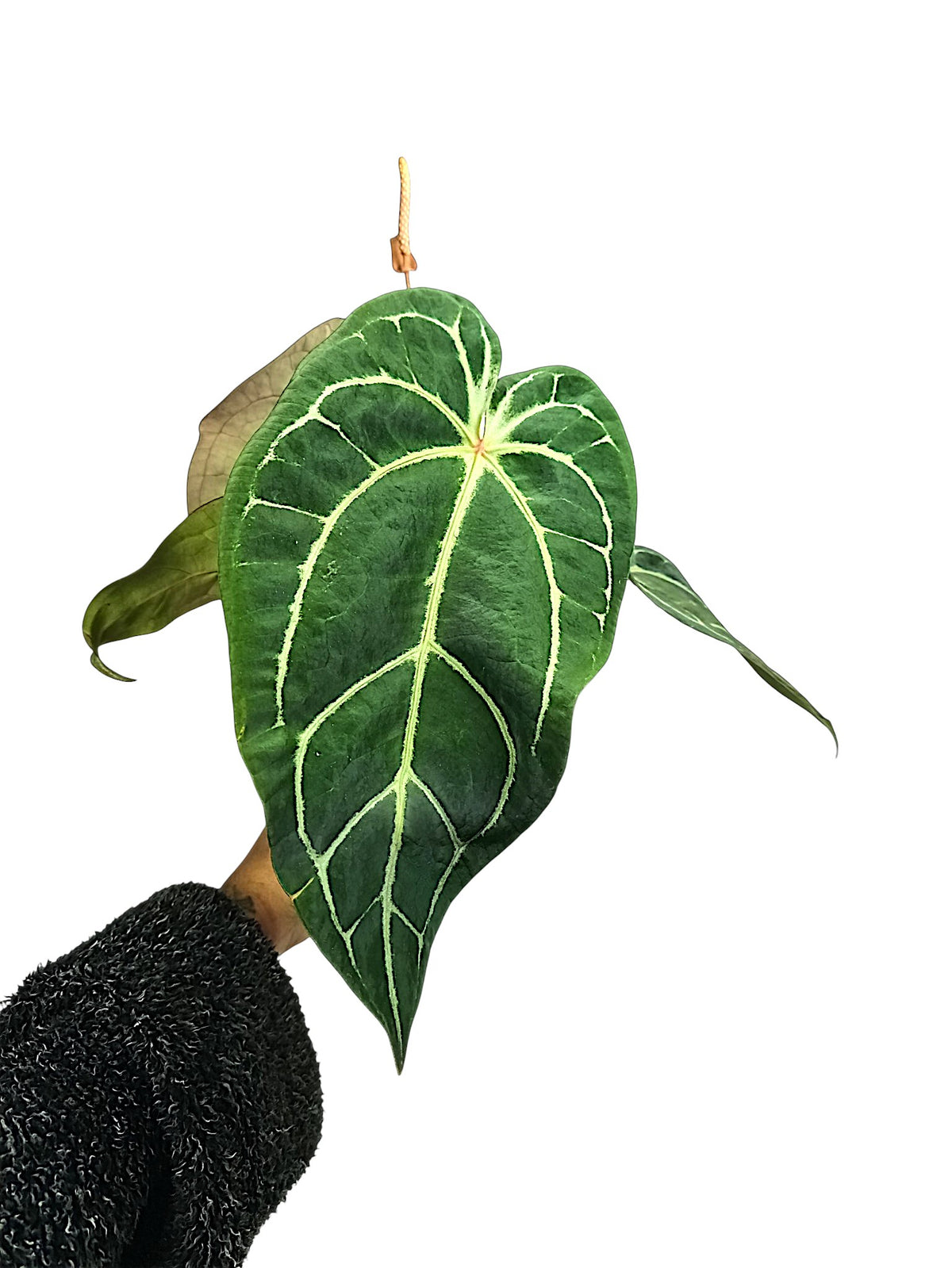 Anthurium forgetti & red spider x dark crystal