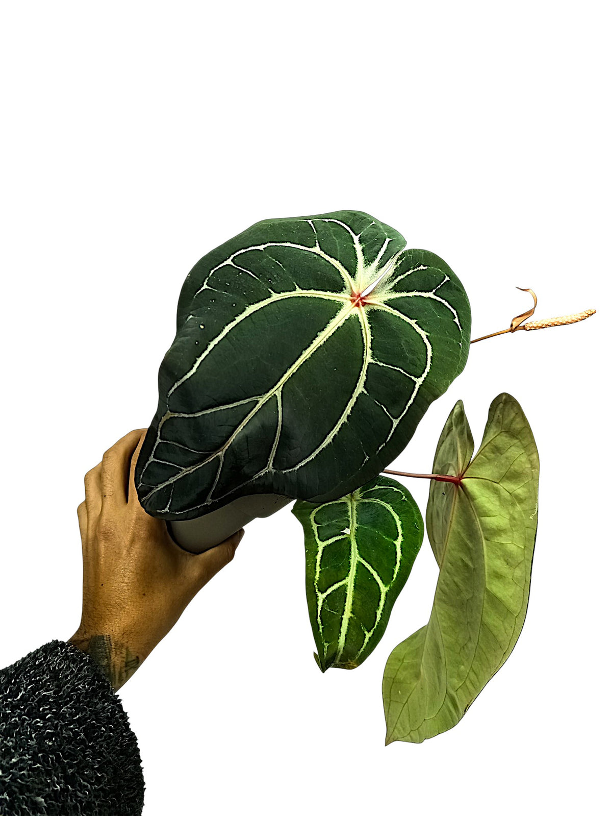 Anthurium forgetti & red spider x dark crystal