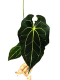 Anthurium dark forgetti x  dark crystal