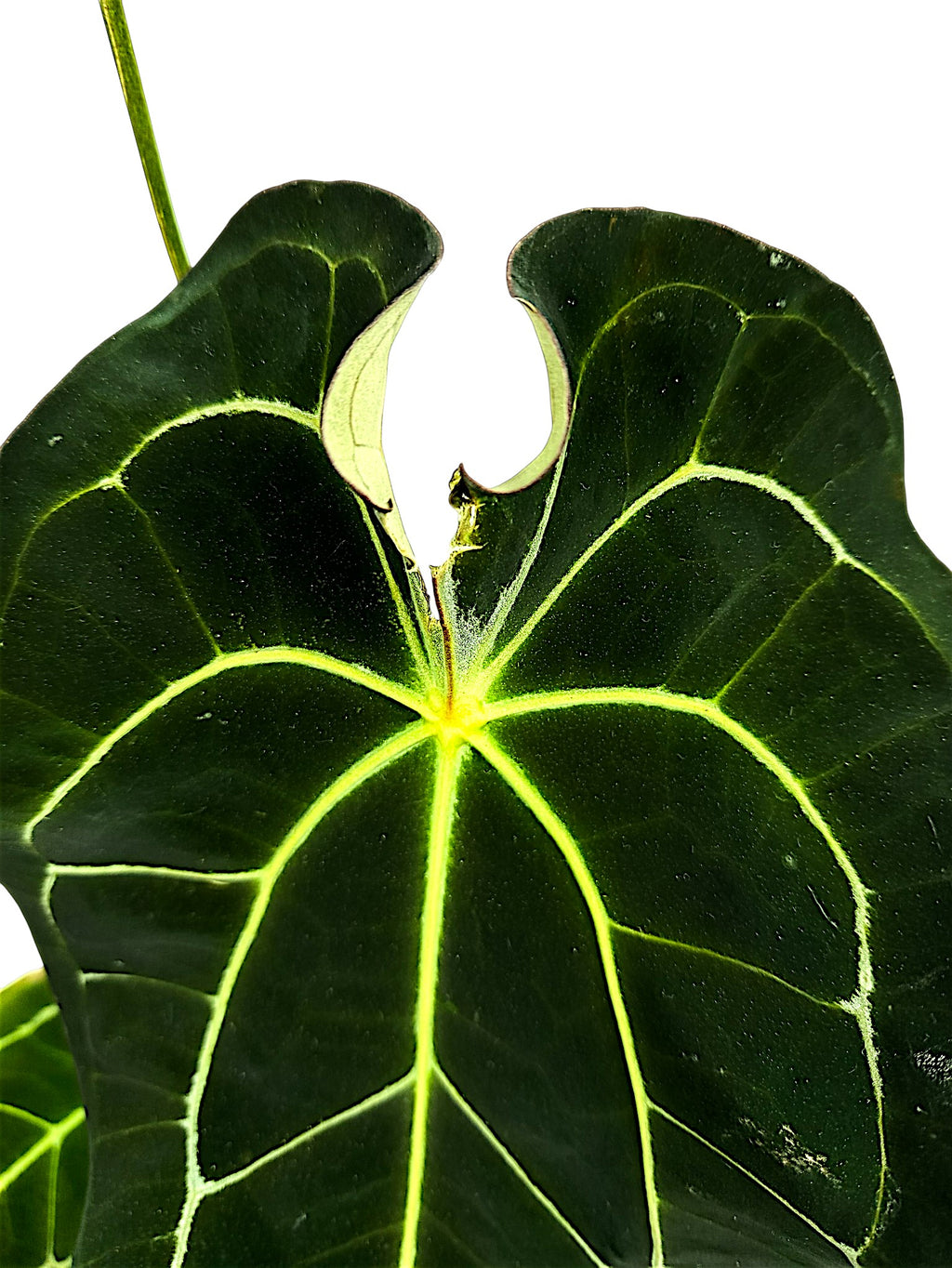 Anthurium dark forgetti x  dark crystal