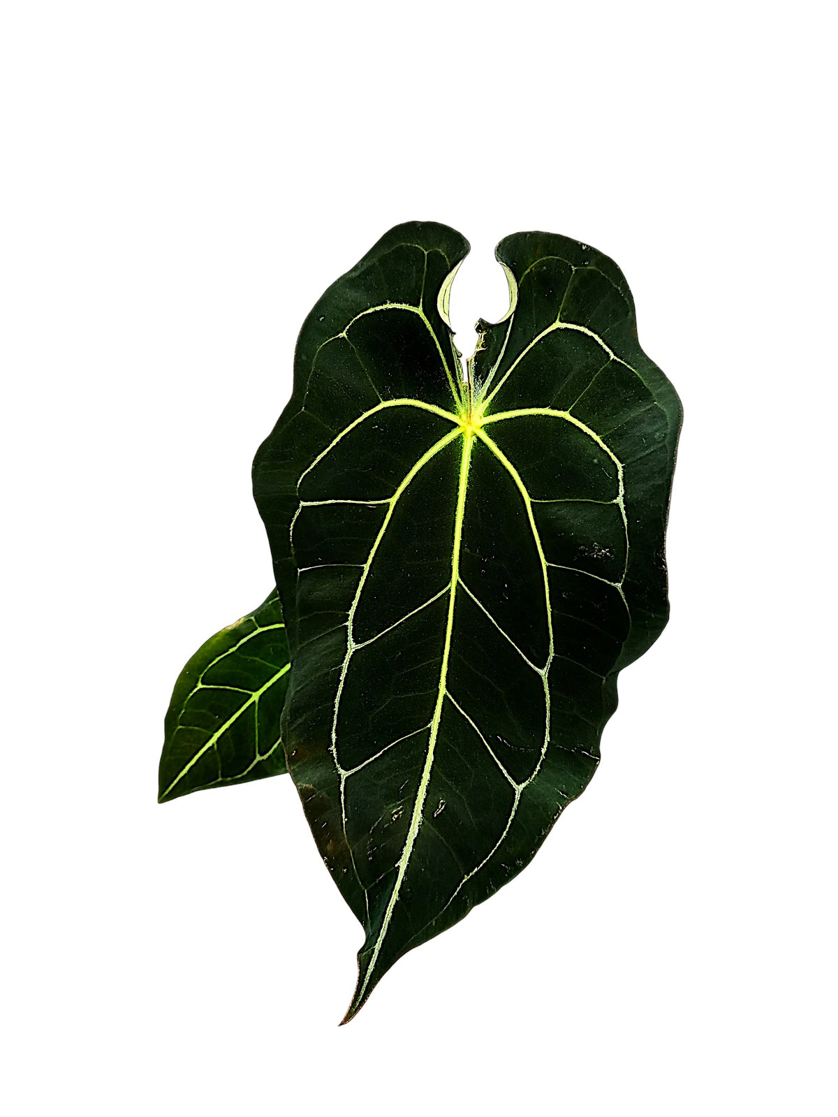 Anthurium dark forgetti x  dark crystal
