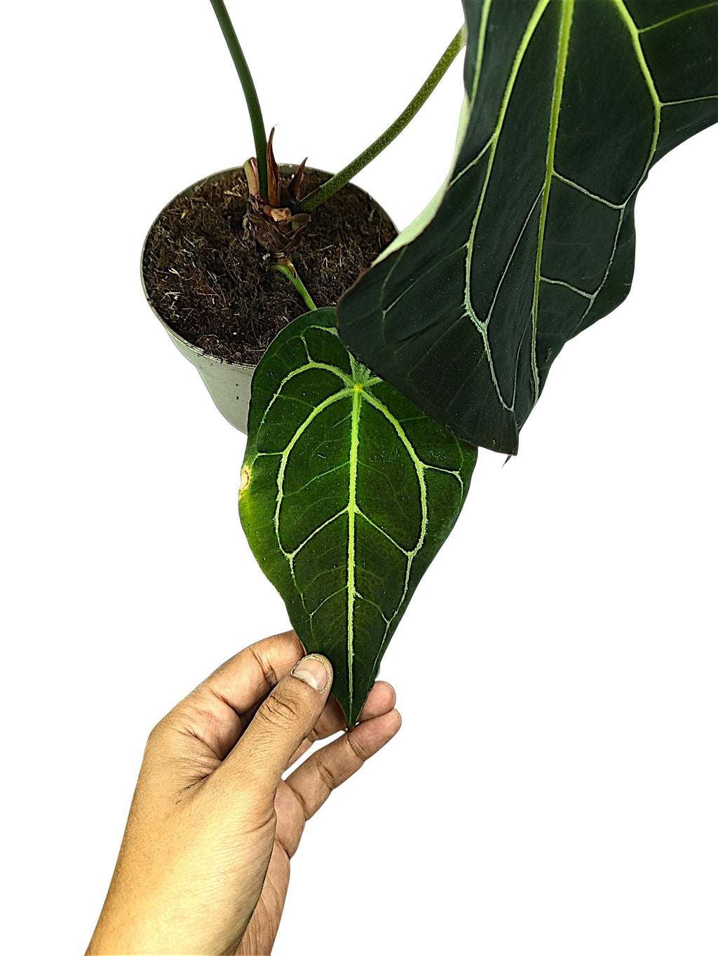 Anthurium dark forgetti x  dark crystal