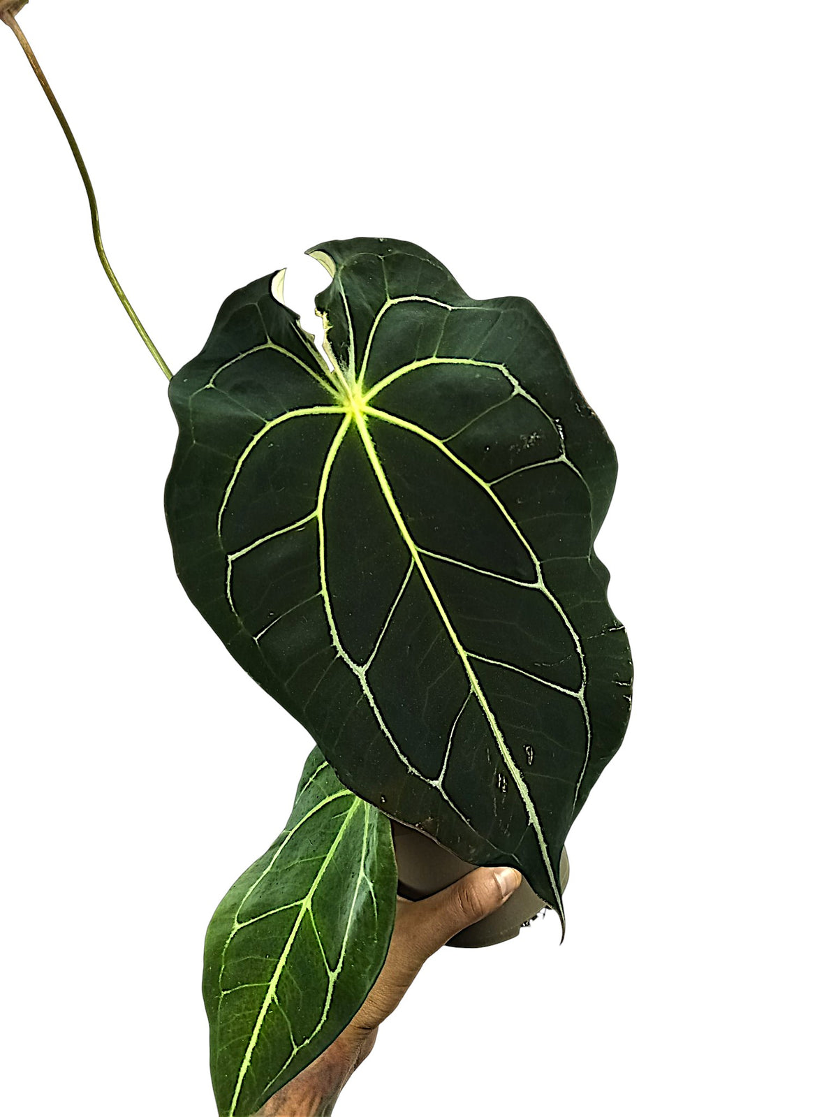 Anthurium dark forgetti x  dark crystal