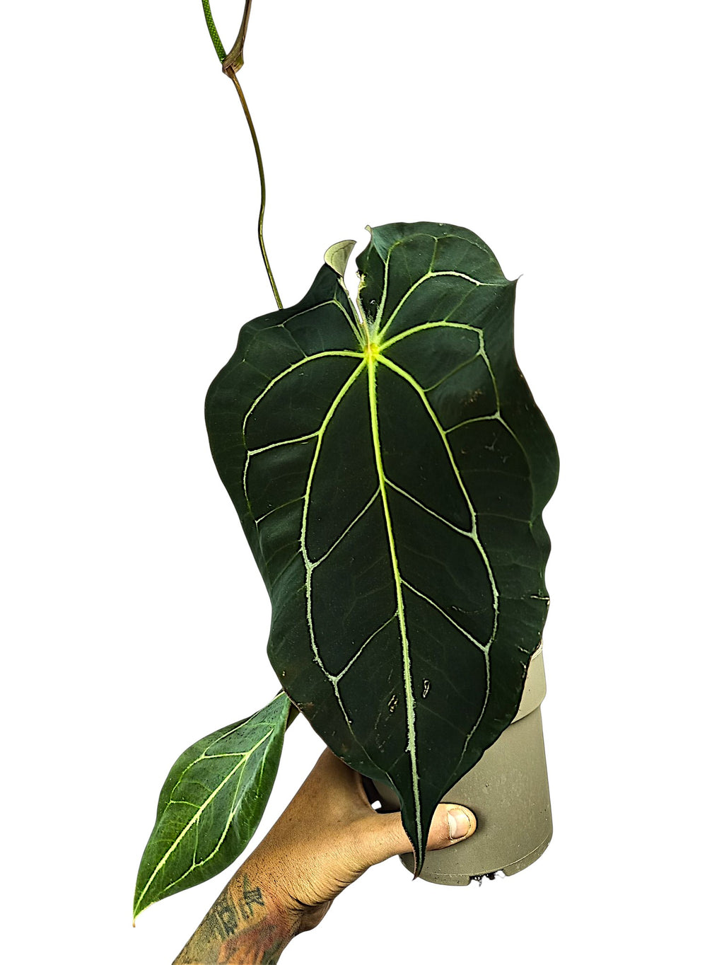Anthurium dark forgetti x  dark crystal