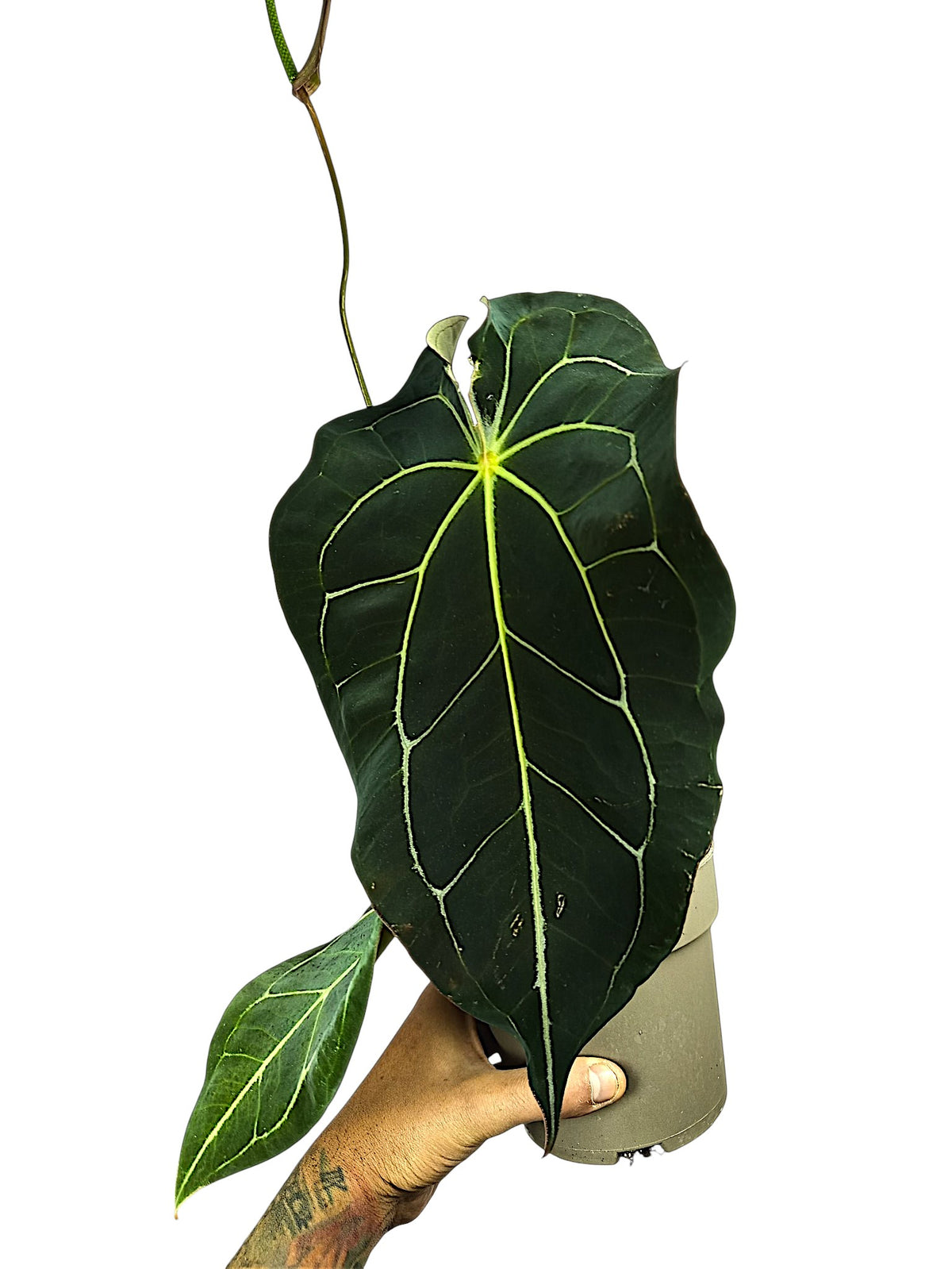 Anthurium dark forgetti x  dark crystal