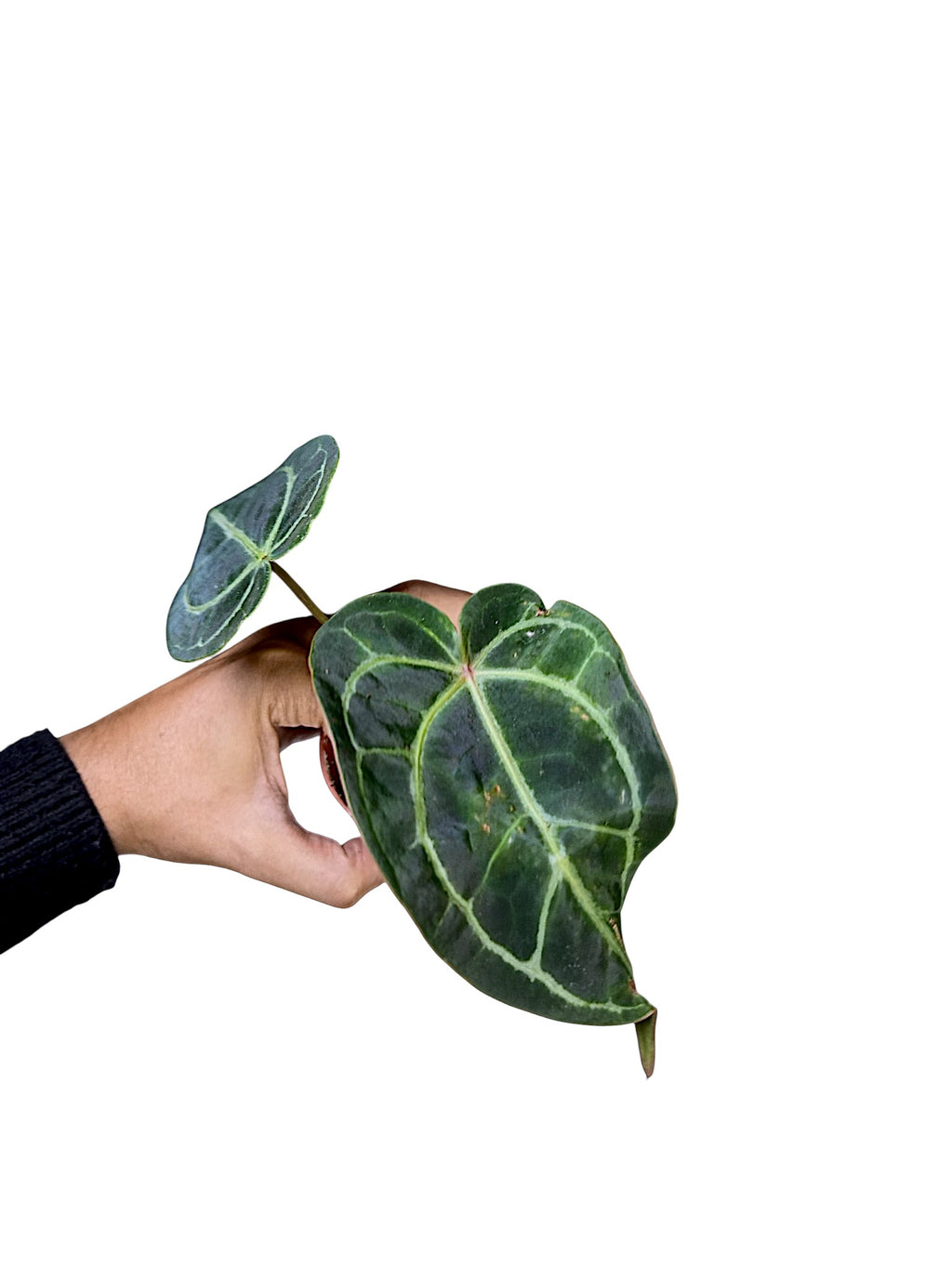 Anthurium Red Spider x Forgetii