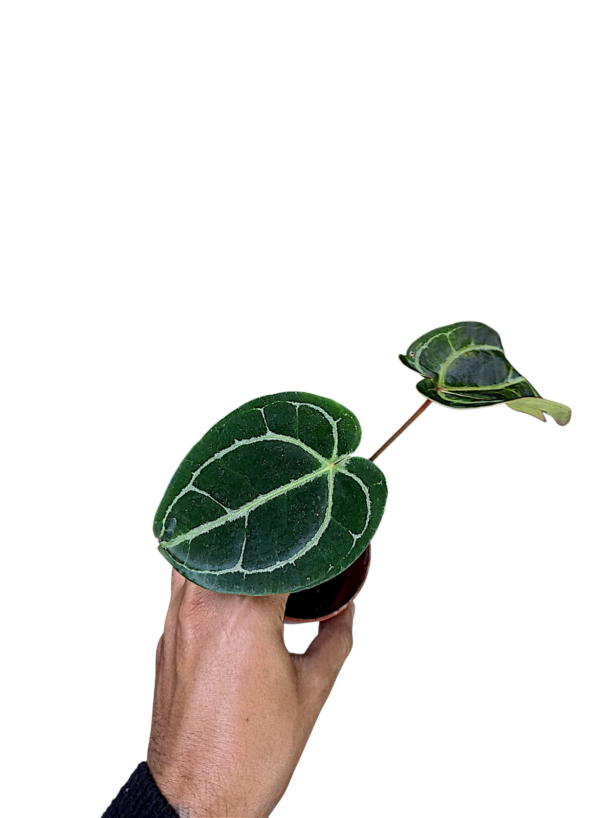Anthurium Red Spider x Forgetii