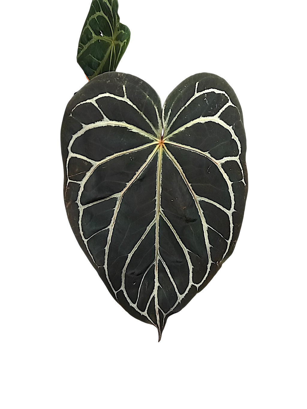 Anthurium Michele x Black widow