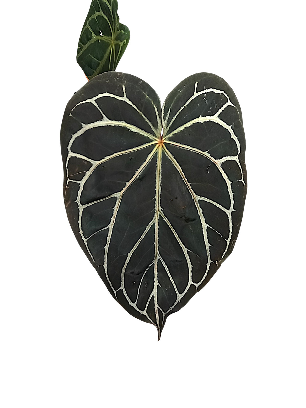 Anthurium Michele x Black widow