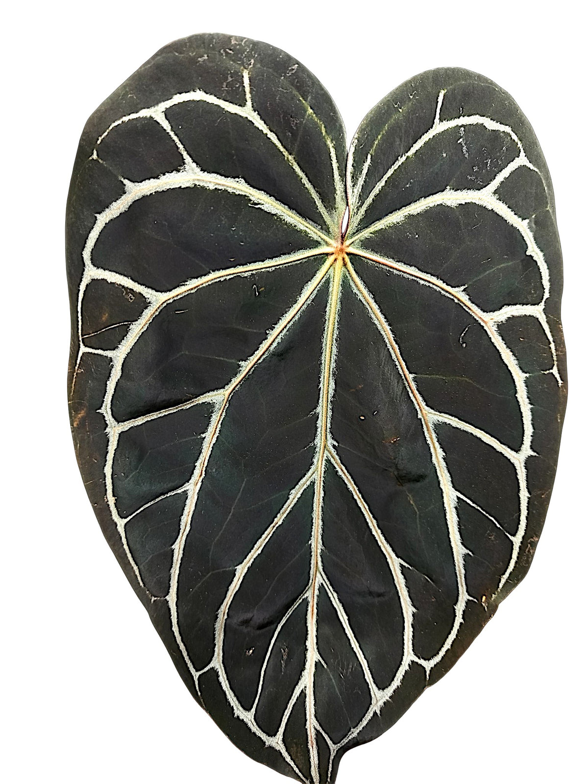 Anthurium Michele x Black widow