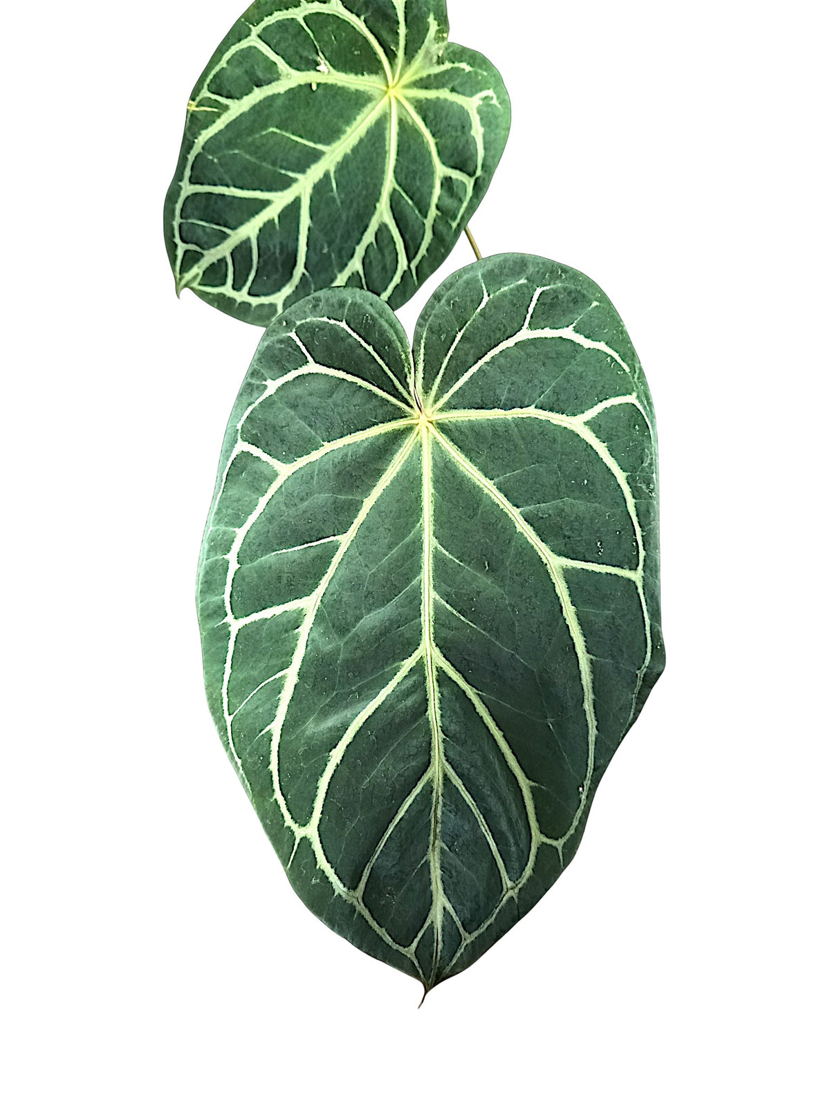 Anthurium Michele x Black widow