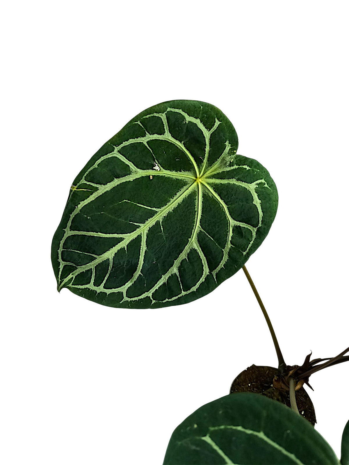 Anthurium Michele x Black widow