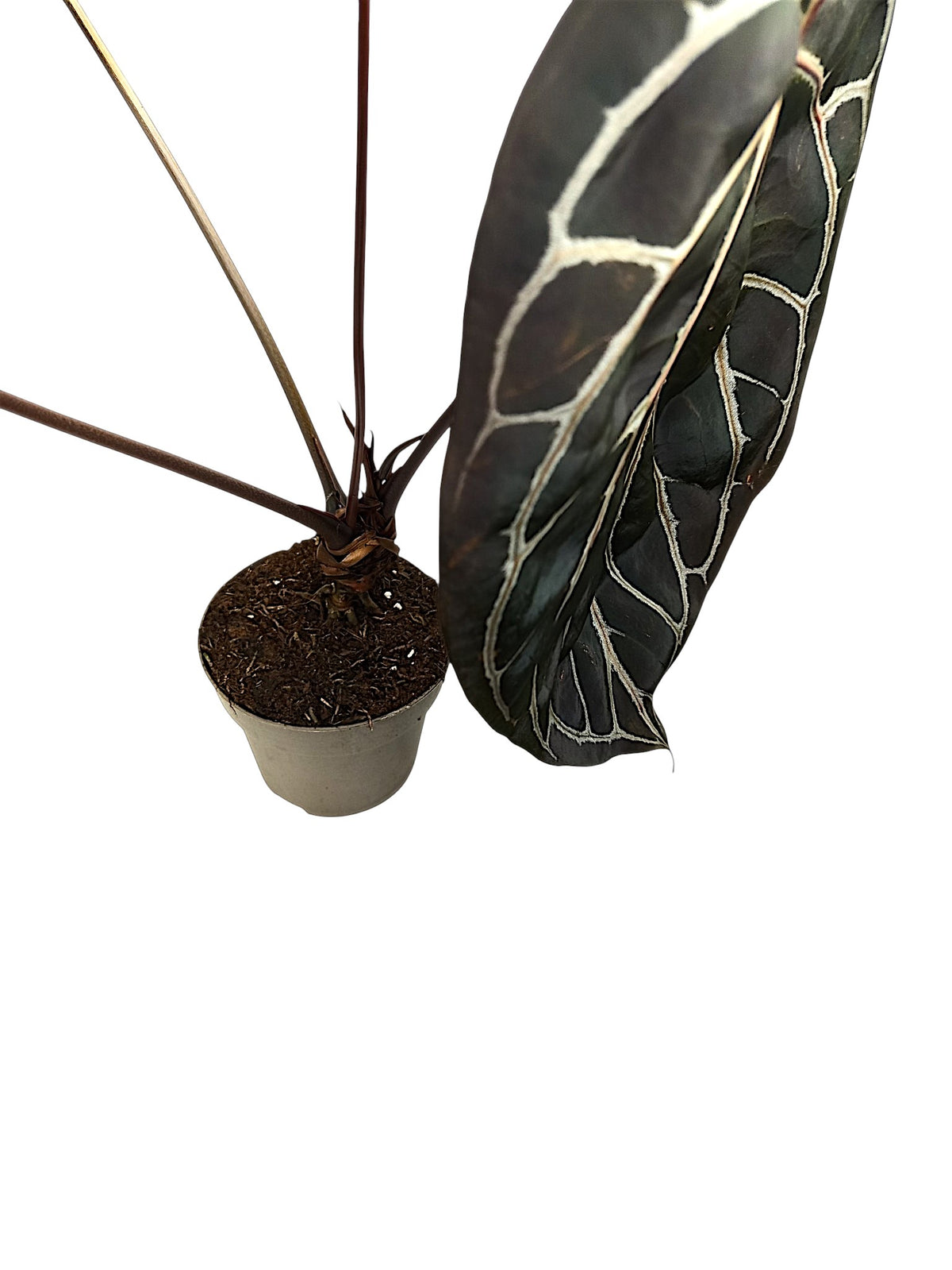 Anthurium Michele x Black widow