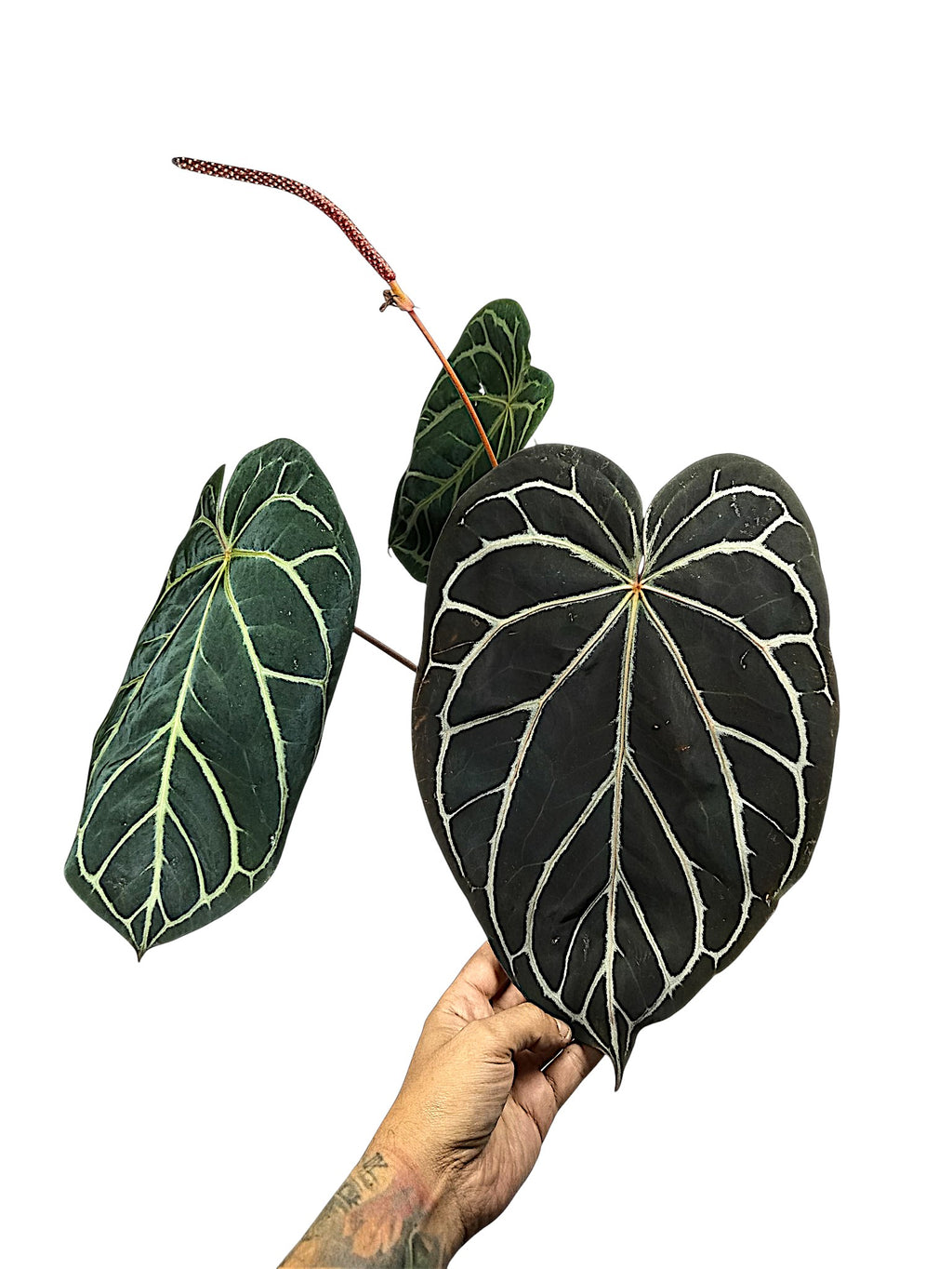 Anthurium Michele x Black widow