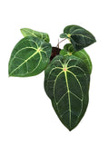Anthurium forgetti & red spider  x michelle