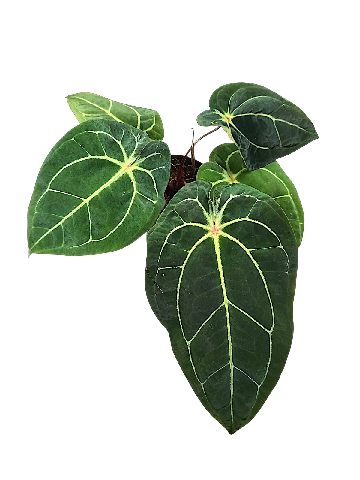 Anthurium forgetti & red spider  x michelle