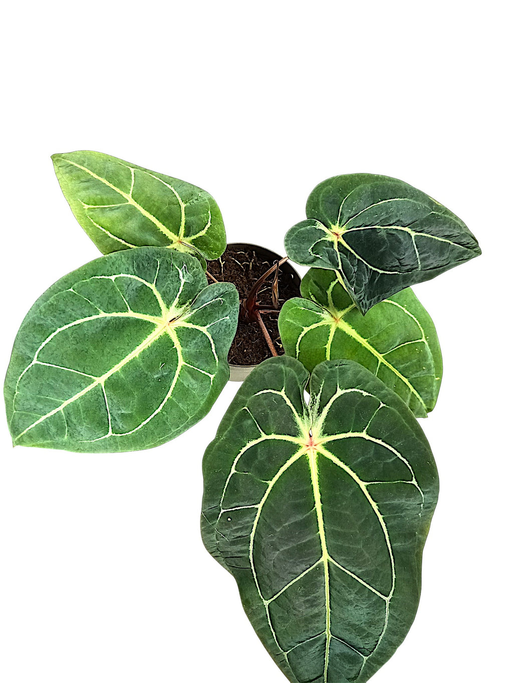 Anthurium forgetti & red spider  x michelle