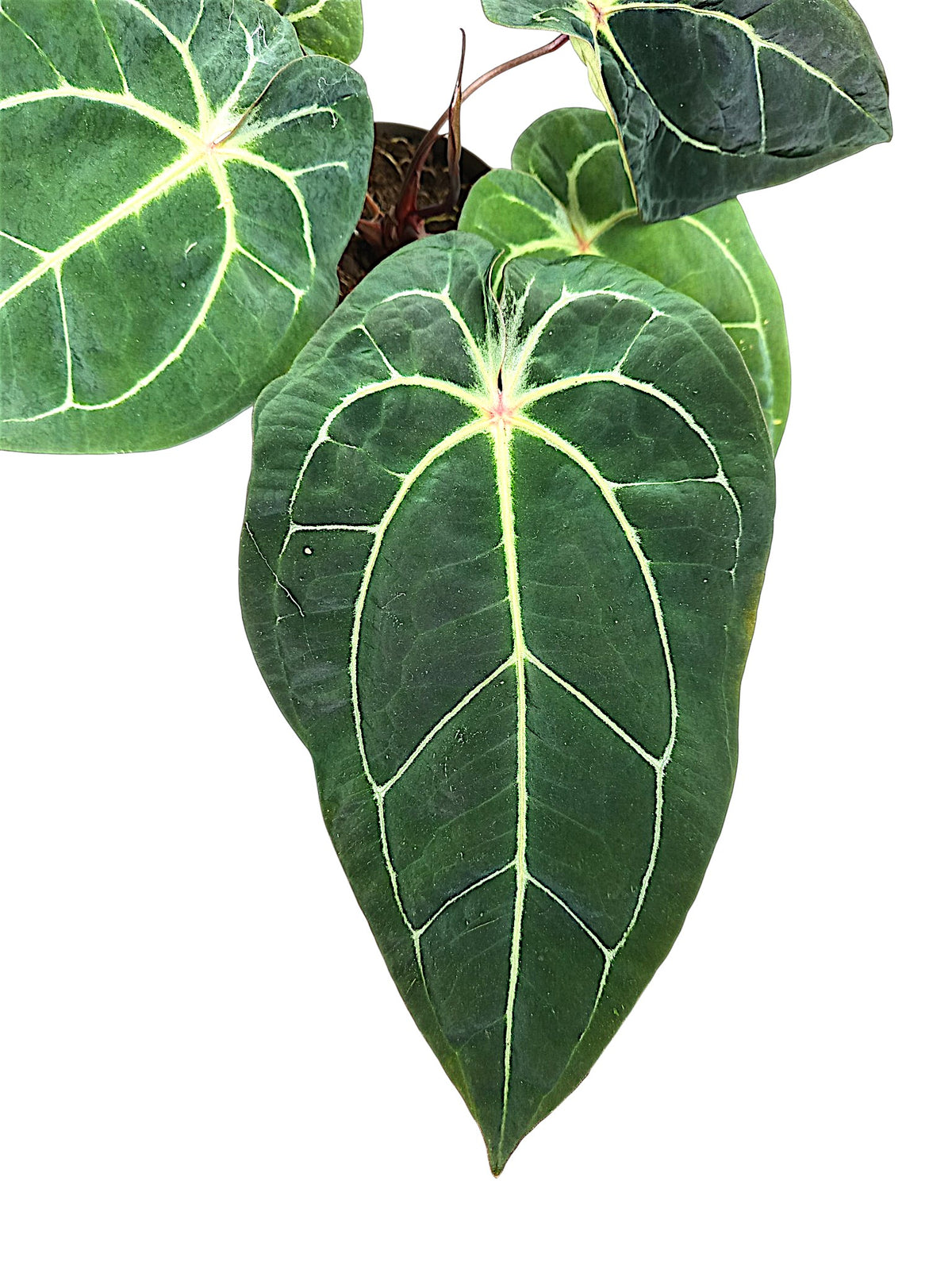 Anthurium forgetti & red spider  x michelle