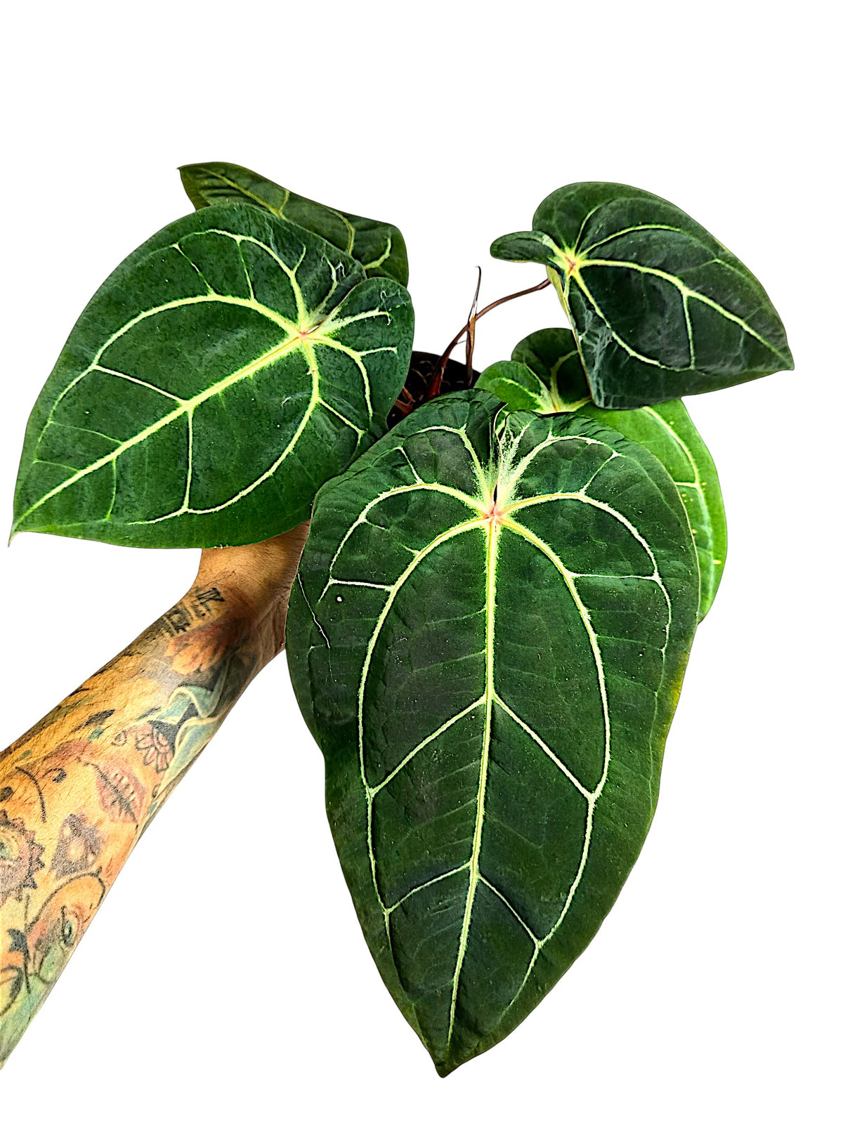 Anthurium forgetti & red spider  x michelle