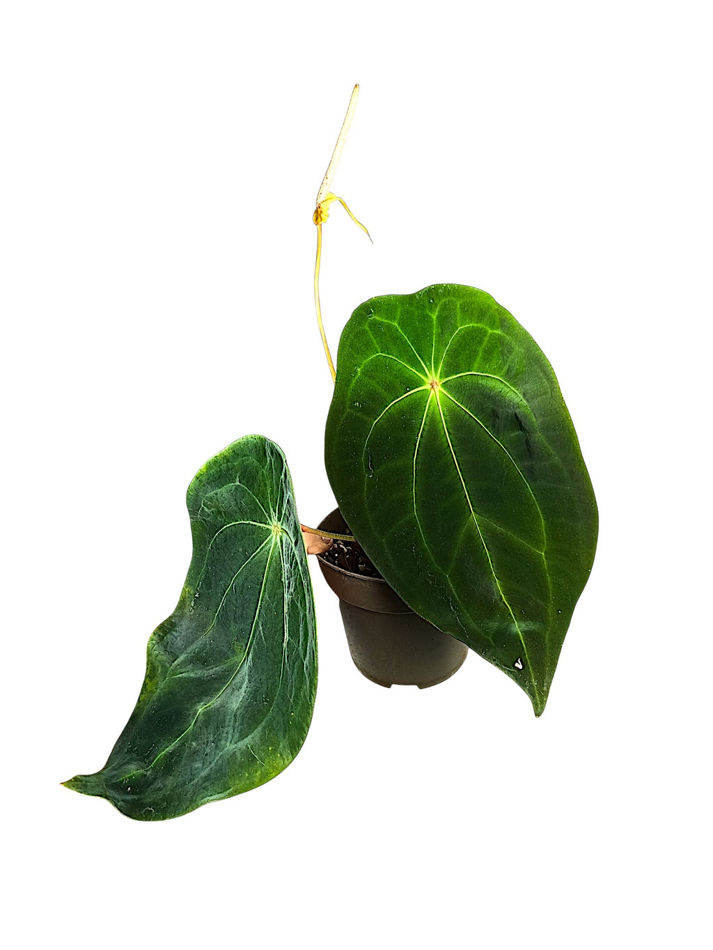 Anthurium forgetti x red spider