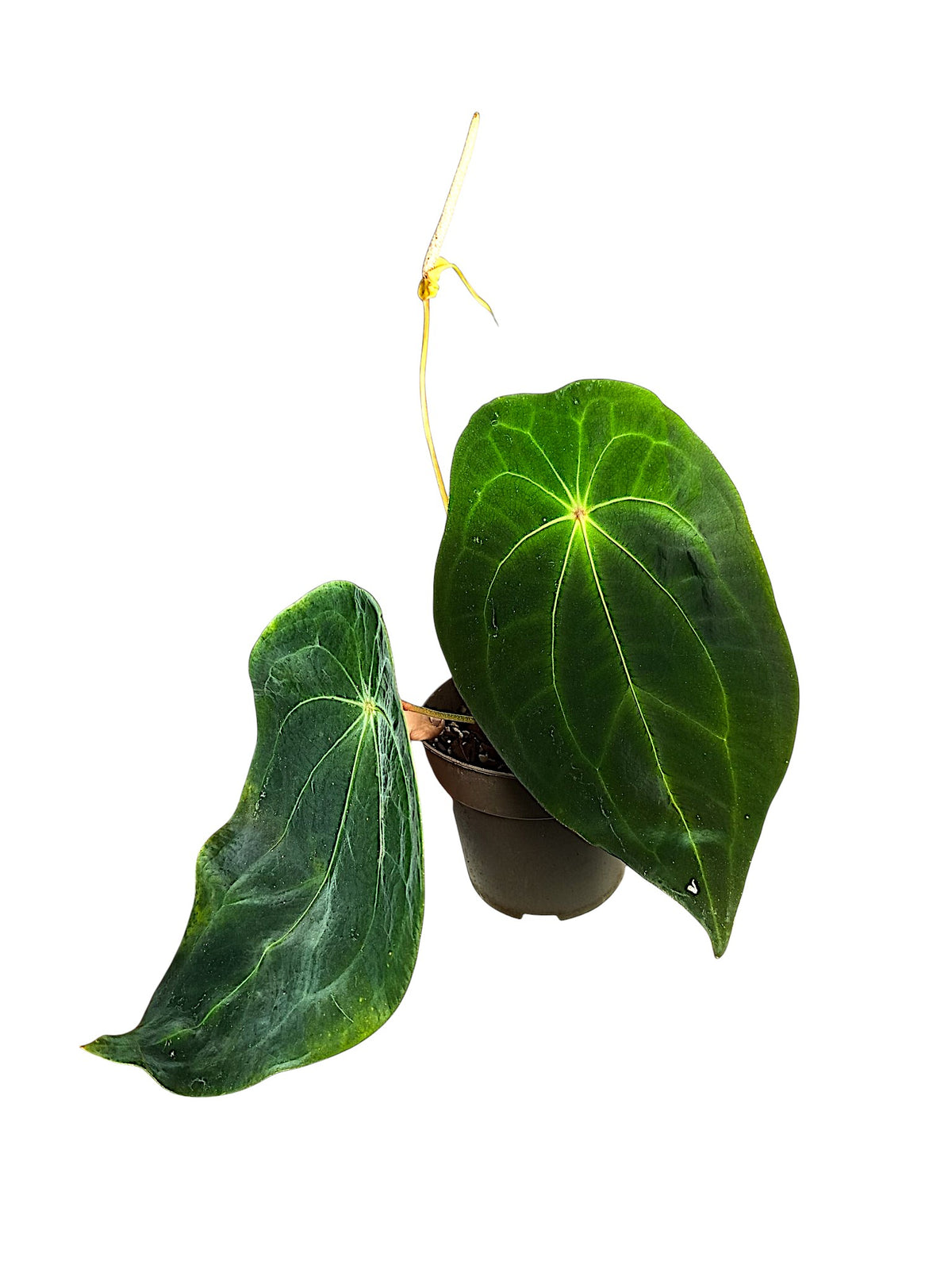 Anthurium forgetti x red spider