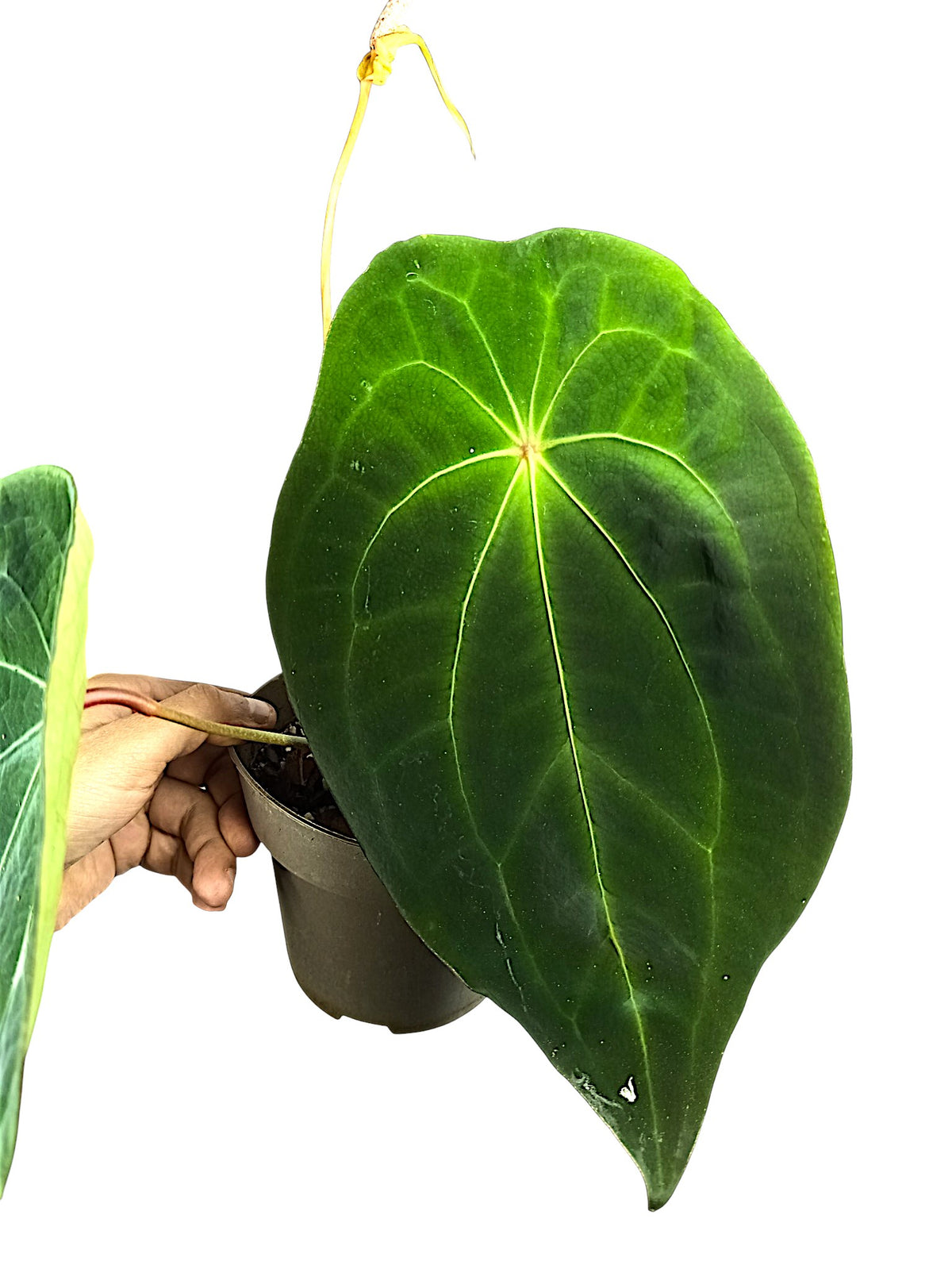 Anthurium forgetti x red spider