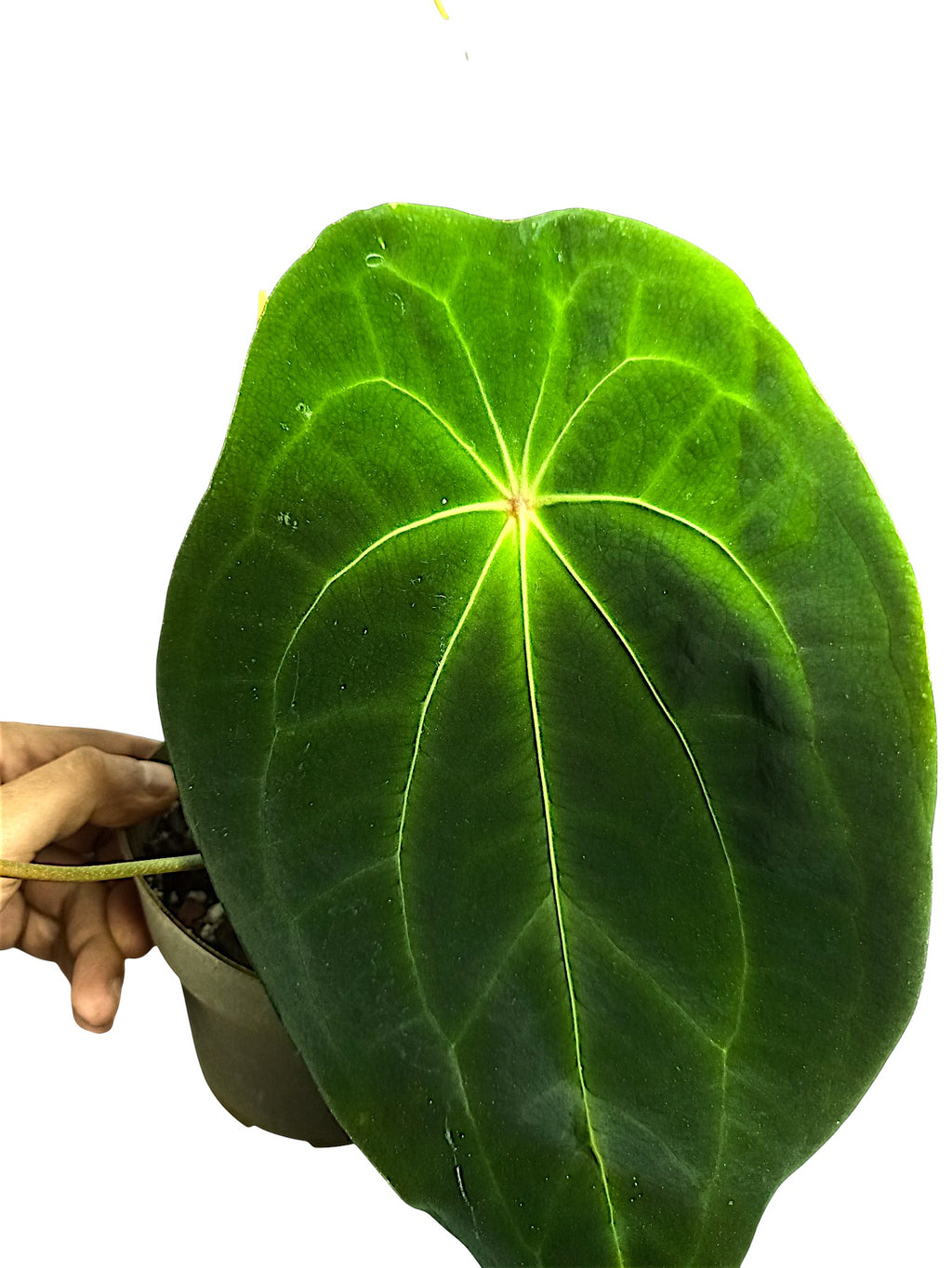 Anthurium forgetti x red spider