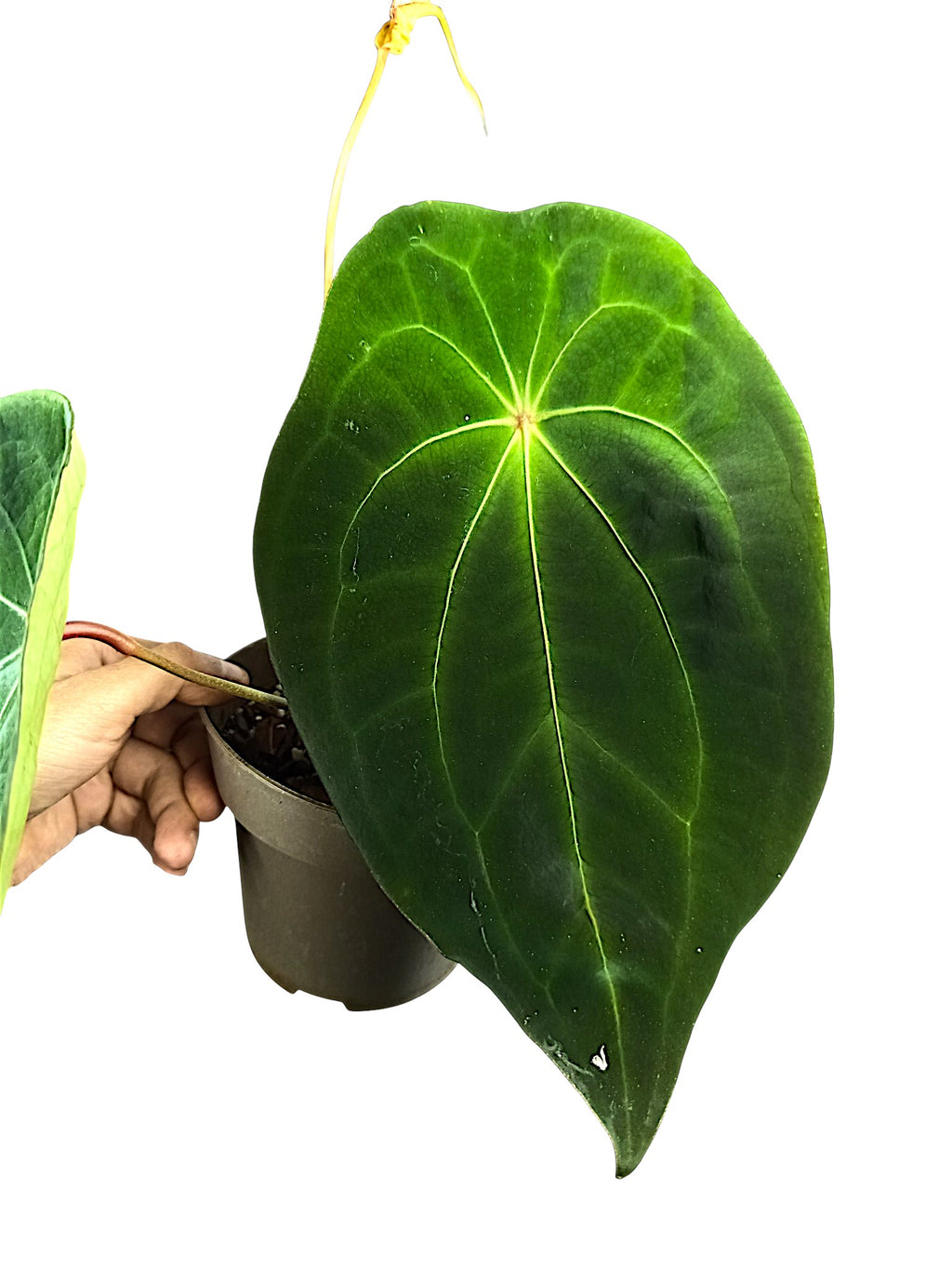 Anthurium forgetti x red spider