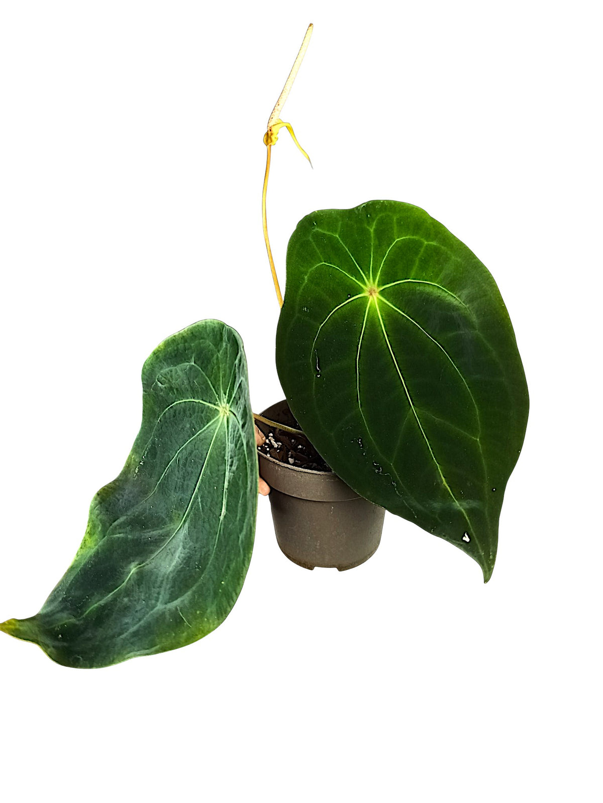 Anthurium forgetti x red spider
