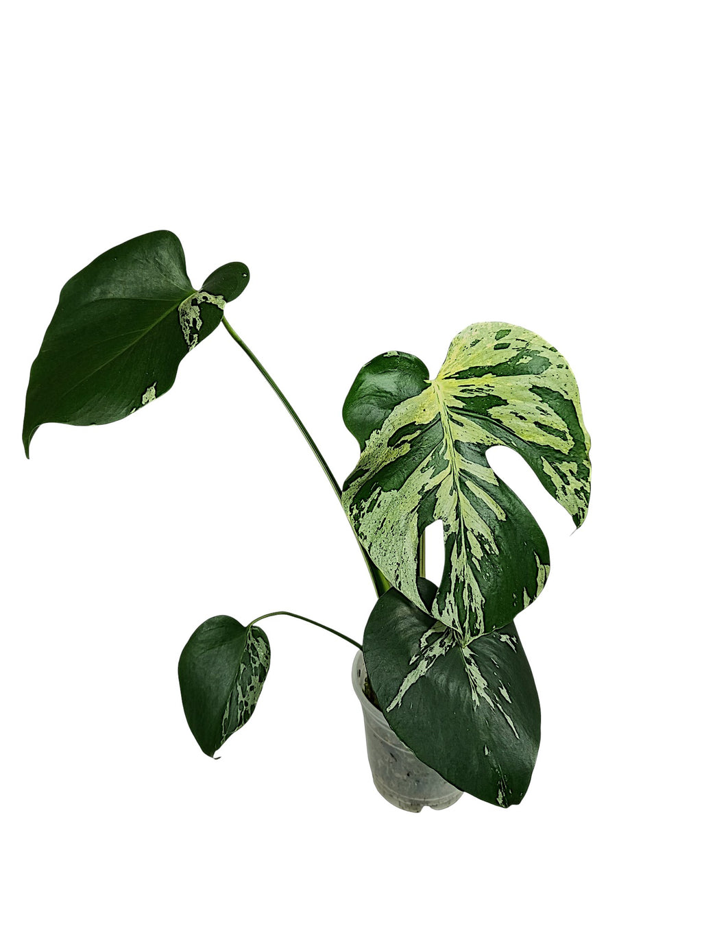 Monstera Vietciosa