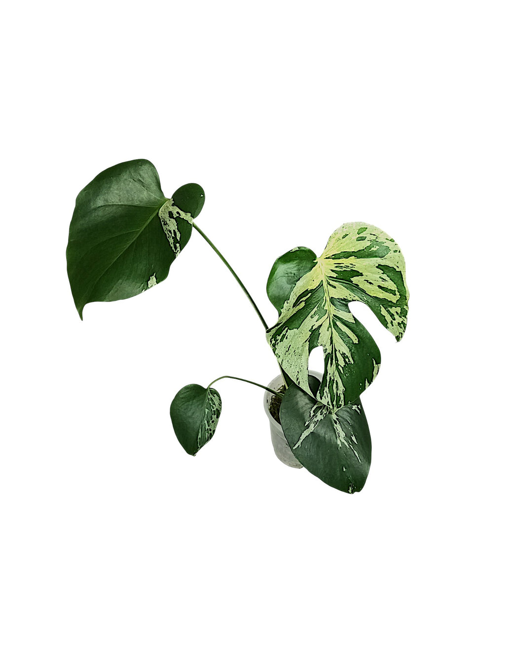 Monstera Vietciosa
