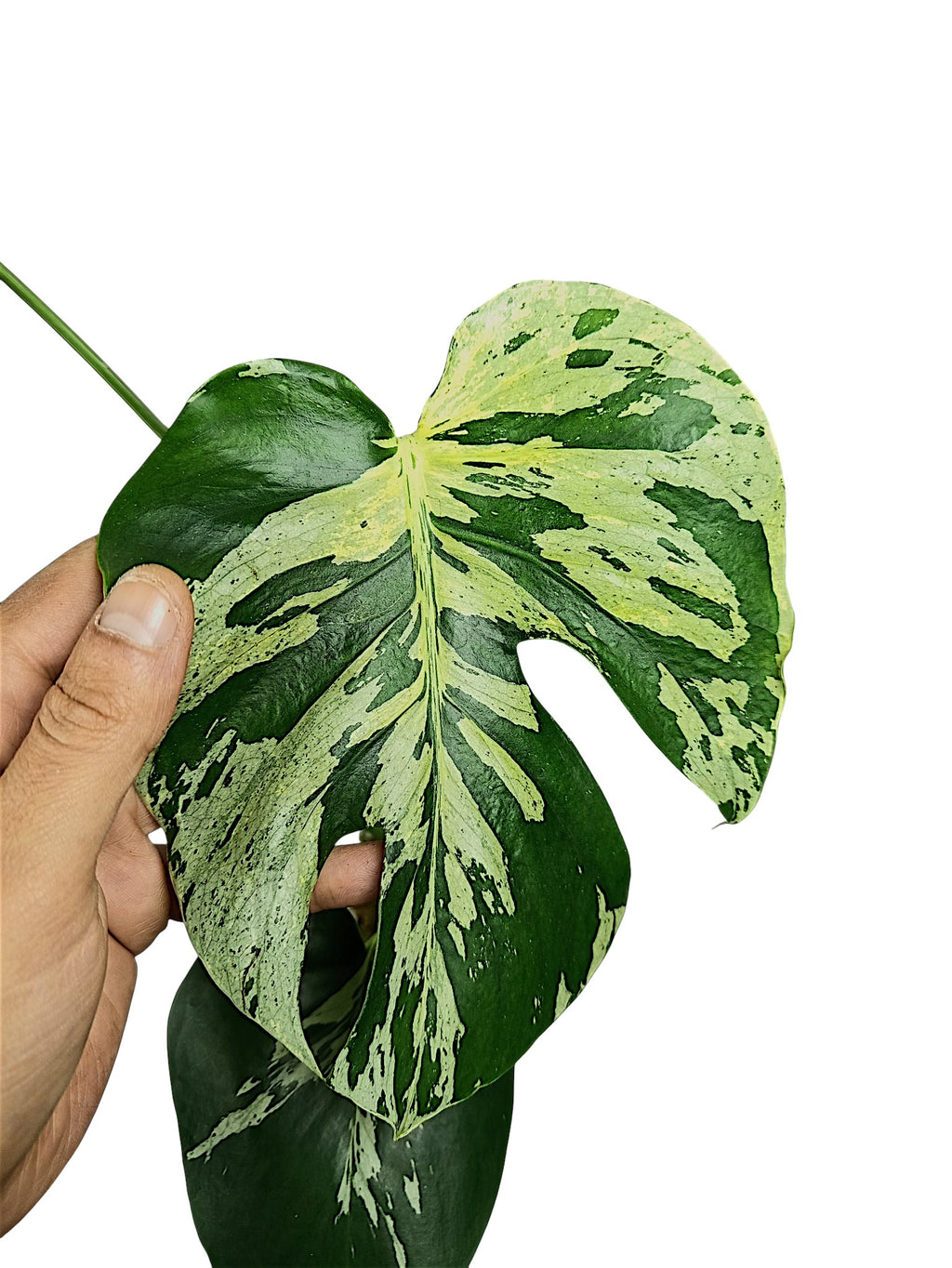 Monstera Vietciosa