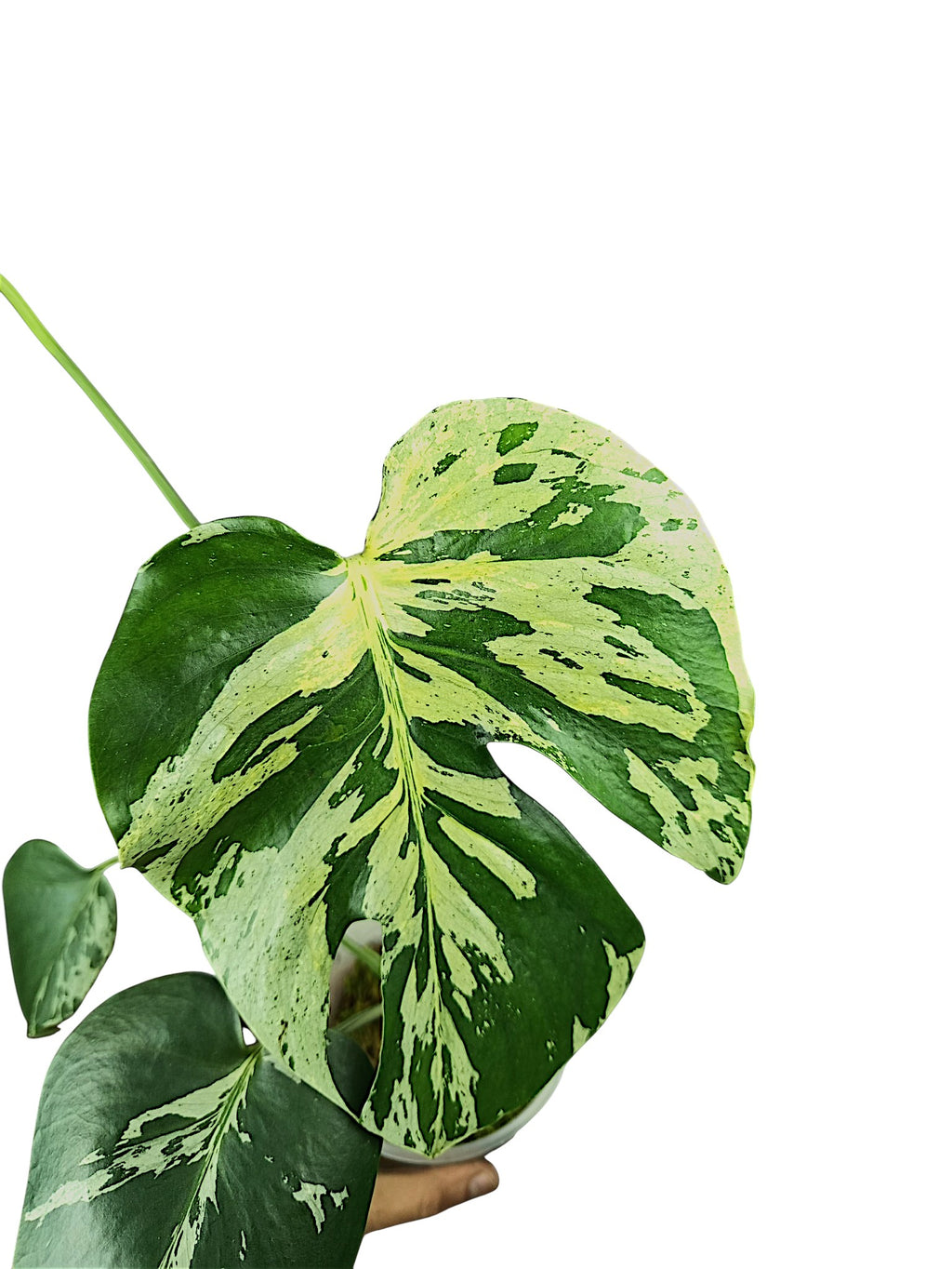 Monstera Vietciosa