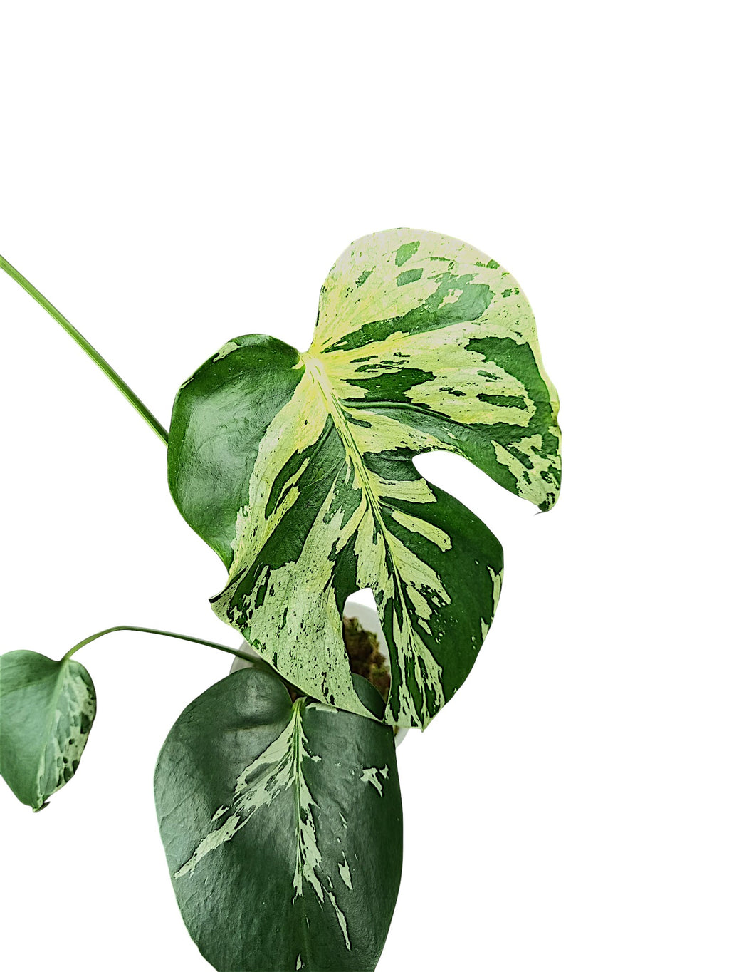 Monstera Vietciosa