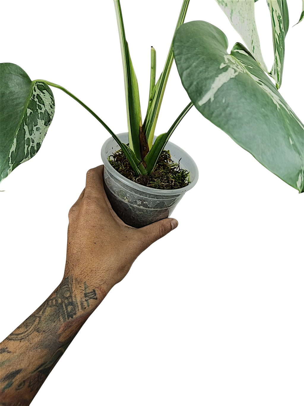 Monstera Vietciosa