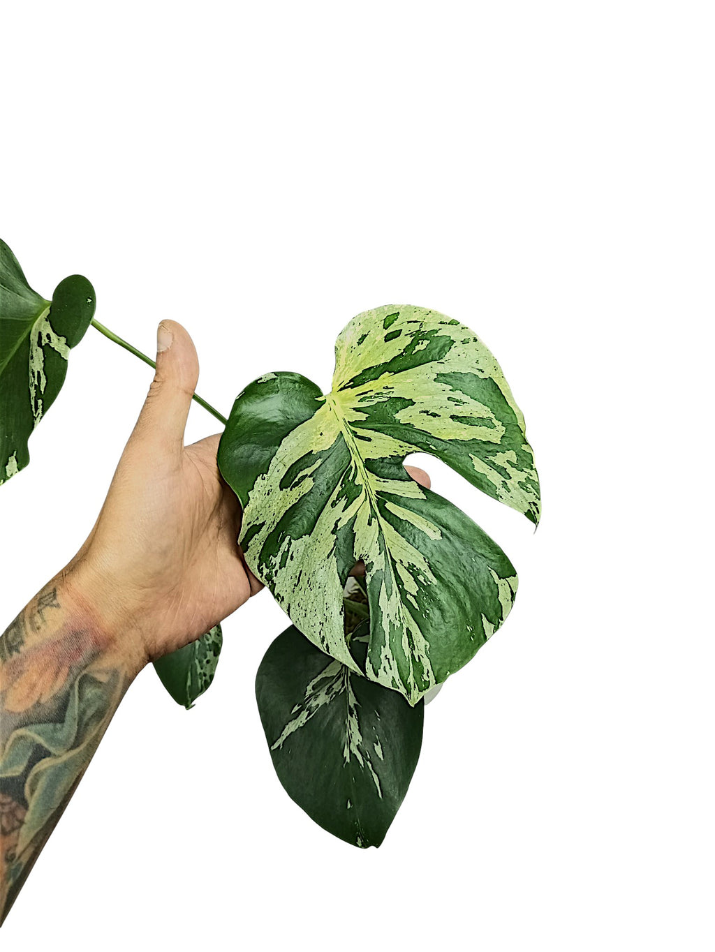 Monstera Vietciosa