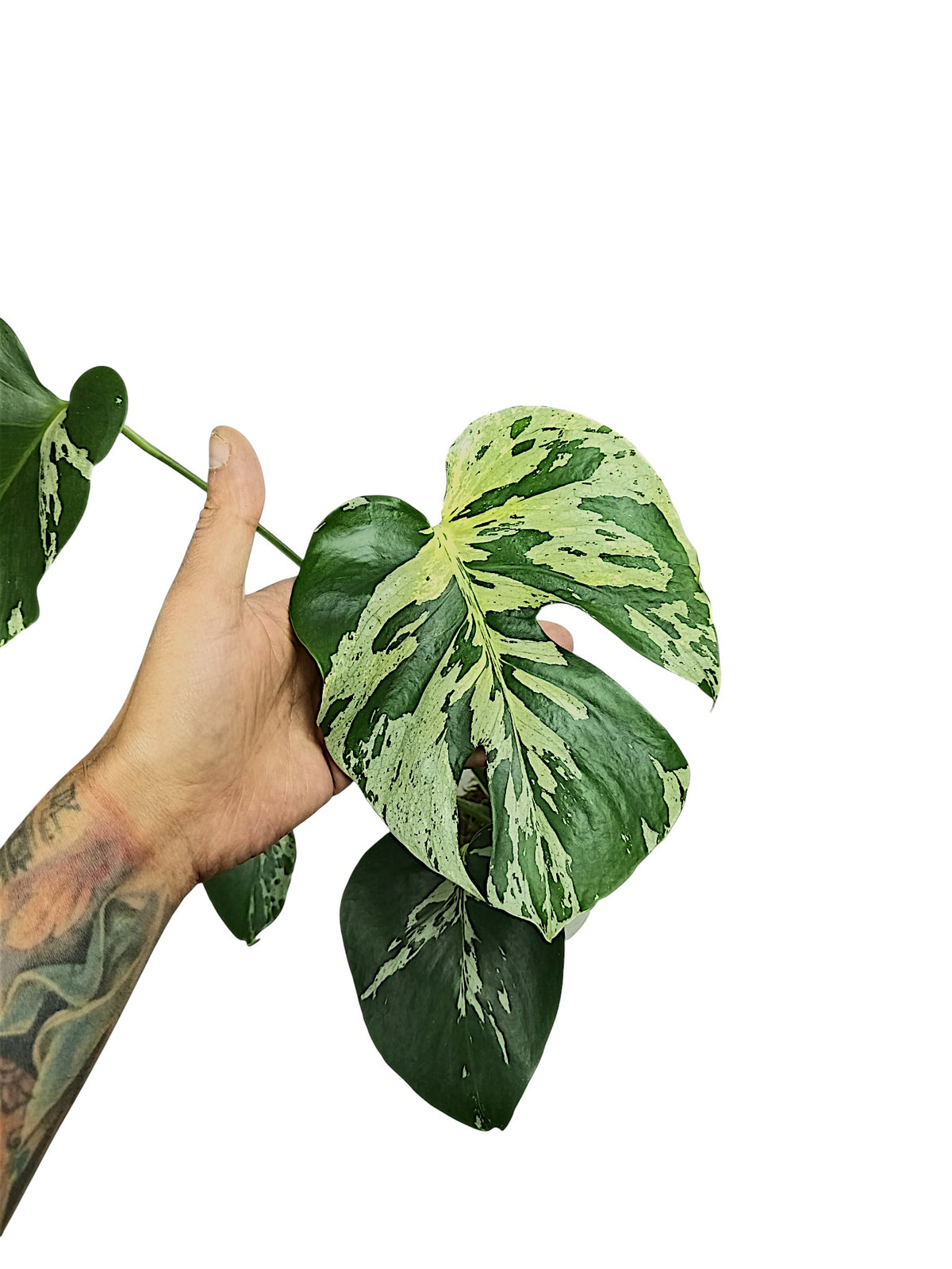 Monstera Vietciosa