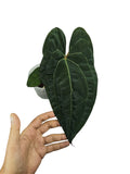 Anthurium Ace of Spades x Papillilaminum