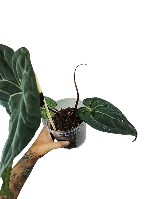 Anthurium Ace of Spades x Papillilaminum